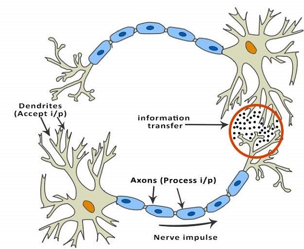 神经元的结构