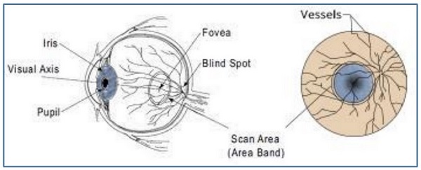 视网膜扫描