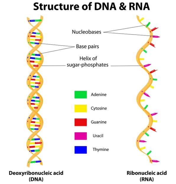 DNA和RNA的结构
